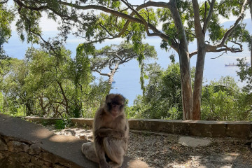 Gibraltar mit Kindern - ein besonderer Familienausflug zu freilebenden Affen - Familiengarten