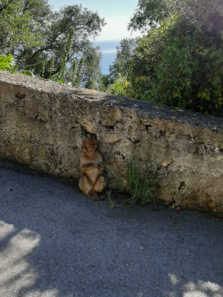 freilebende Affen - Gibraltar entdecken - Familiengarten